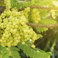 Airlayered Star Goose Berry Plant 