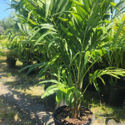 Beautiful Adonidias Plants ! Single,  Double And Triple! Fertilized! About 6 Feet Tall! Christmas Palms. 