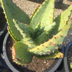  Aloe marlothii
