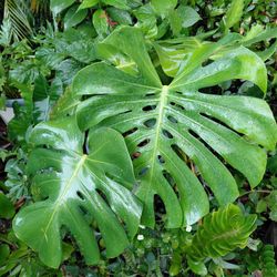 Monstera deliciosa