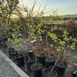 Fuyu Persimmon tree / Kaffir Lime tree / Dragon Fruit / fredhSugarcane