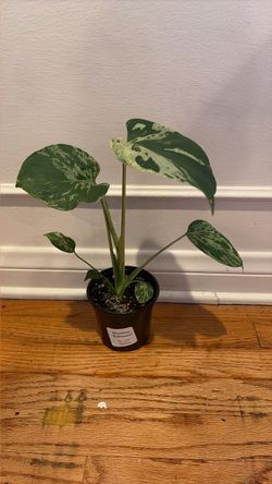 Variegated Monstera Bulbasaur 4"