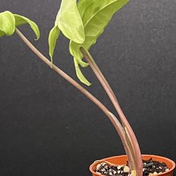 Syngonium Arrowhead Plant