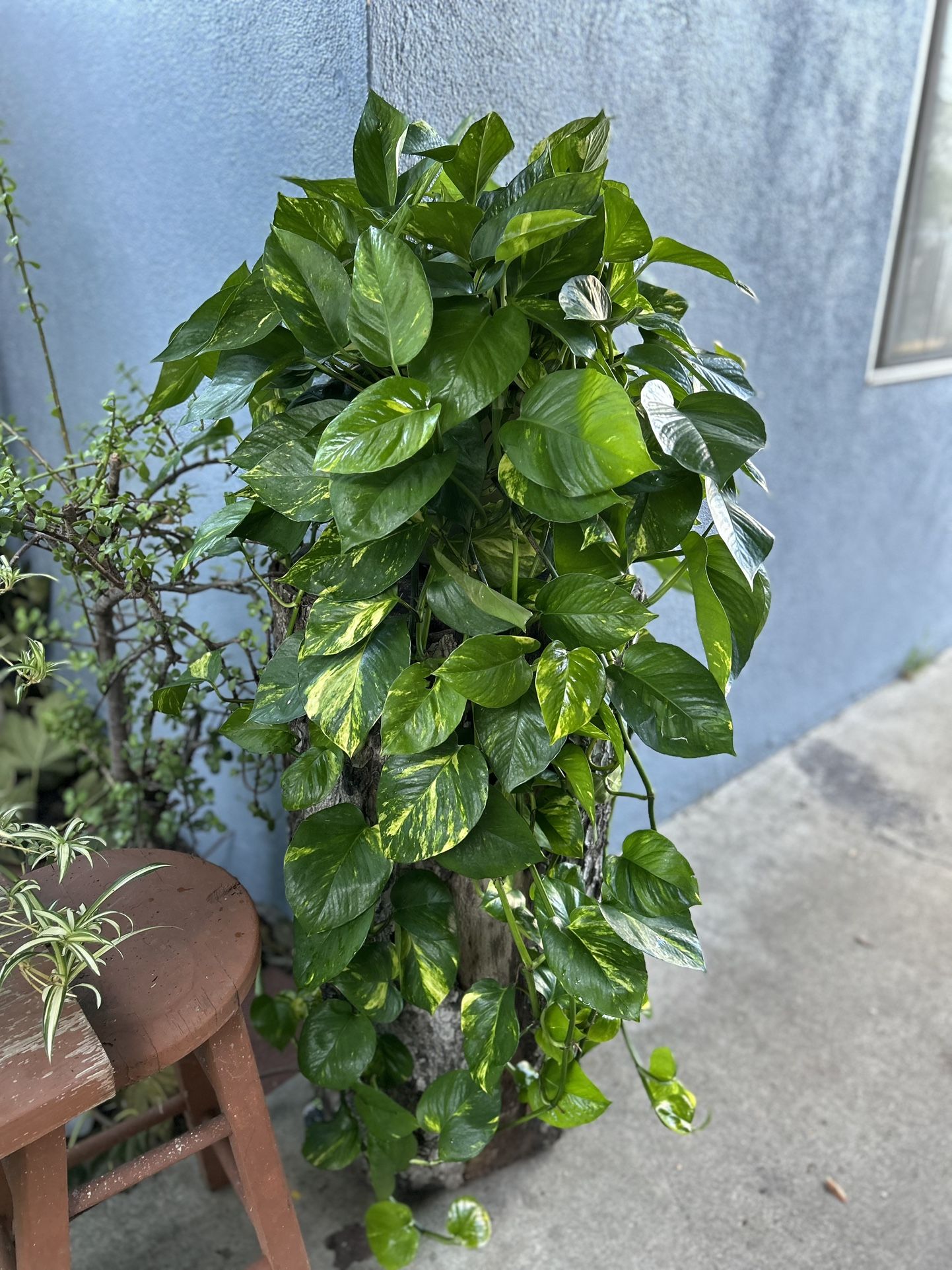 Pothos Xgrande Plants Indoor