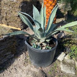 Agave 