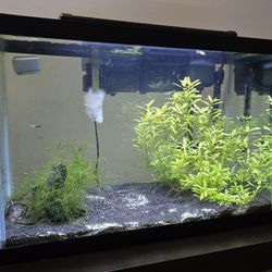 20 Gal Aquarium 