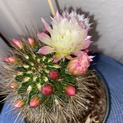 Exact Cactus 🌵 Flowering Now 