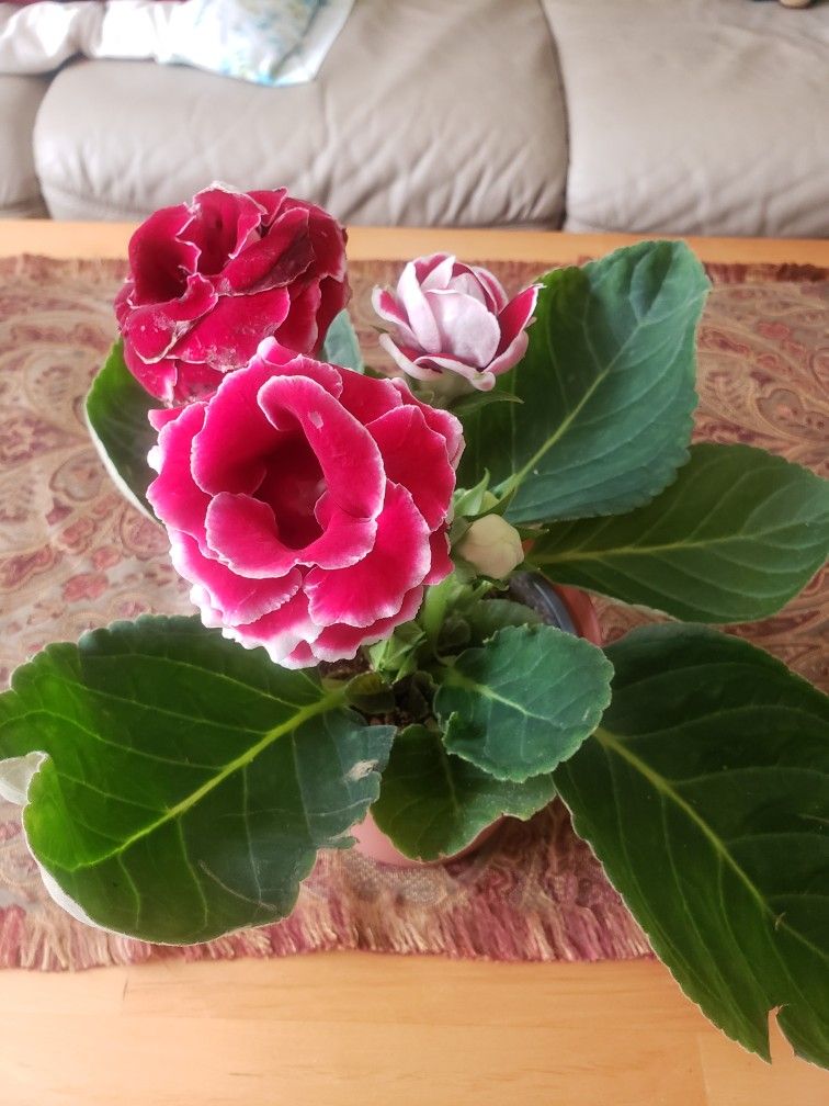 Gloxinia