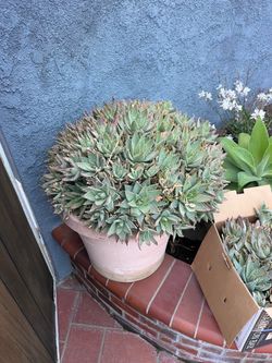 Free large pot of short leaved aloe