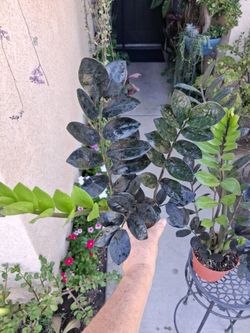 Raven "Black "  Z. Z. Plant $28 & $43