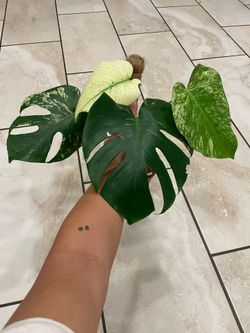 Monstera mint plant