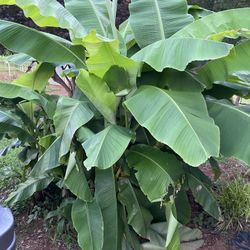 Banana Trees.  $10 Each 
