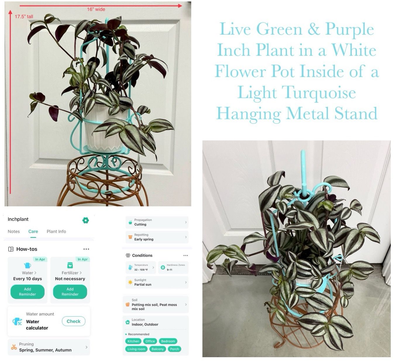 Live Green & Purple Inch Plant in a White Flower Pot Inside of a Light Turquoise Hanging Metal Stand