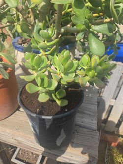 Small Jade plant
