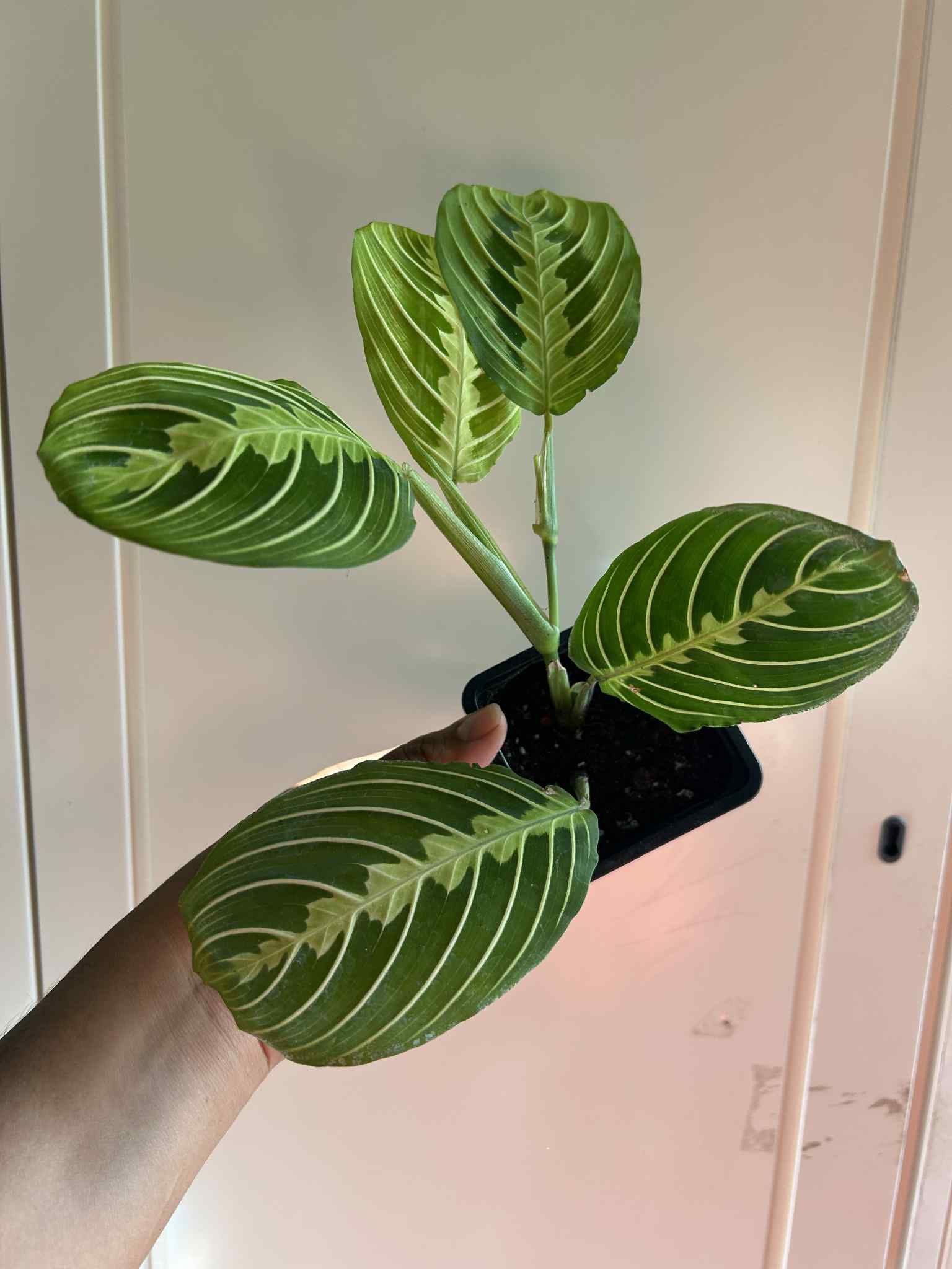 Lemon Lime Maranta