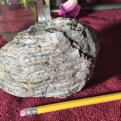 Woolly Mammoth Tooth