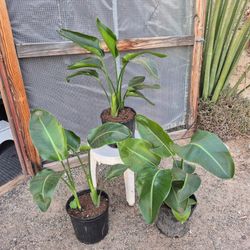 Birds Of Paradise Plants 10" Pot $8 Each