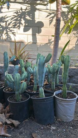 Myrtillocactus
