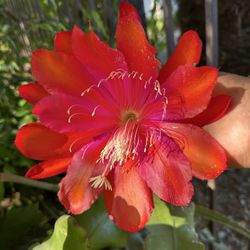 Epiphyllum  orchid cactus  One Galón Size $15 Each One I Have A Different more different Colors Available