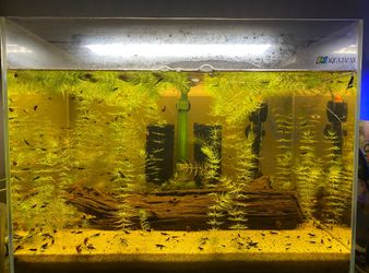 Hornwort aquarium plant