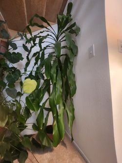 Tall Dracaena Corn Plant, huge indoor statement plant