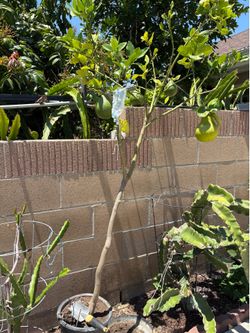 Grafted pomelo trees