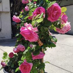 Climbing Rose 
