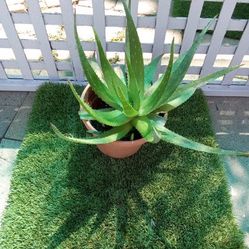 Plants Aloe Vera “savila” 