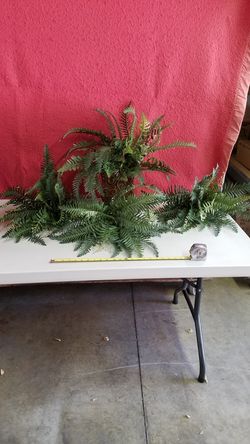 Silk fern plants