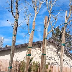 Pakistan Mulberry Fruit Trees.