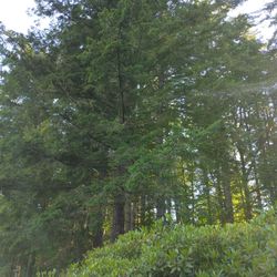 Tree Work