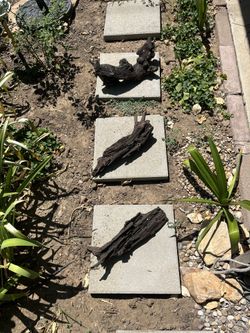 Aquarium Driftwood