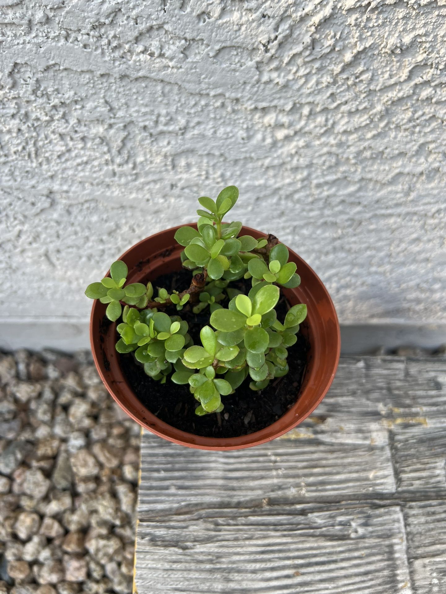 Live Plant