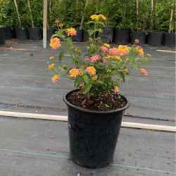 Plantas 