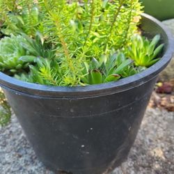SEDUMS- THE EZ CARE YEAR 'ROUND PLANTER