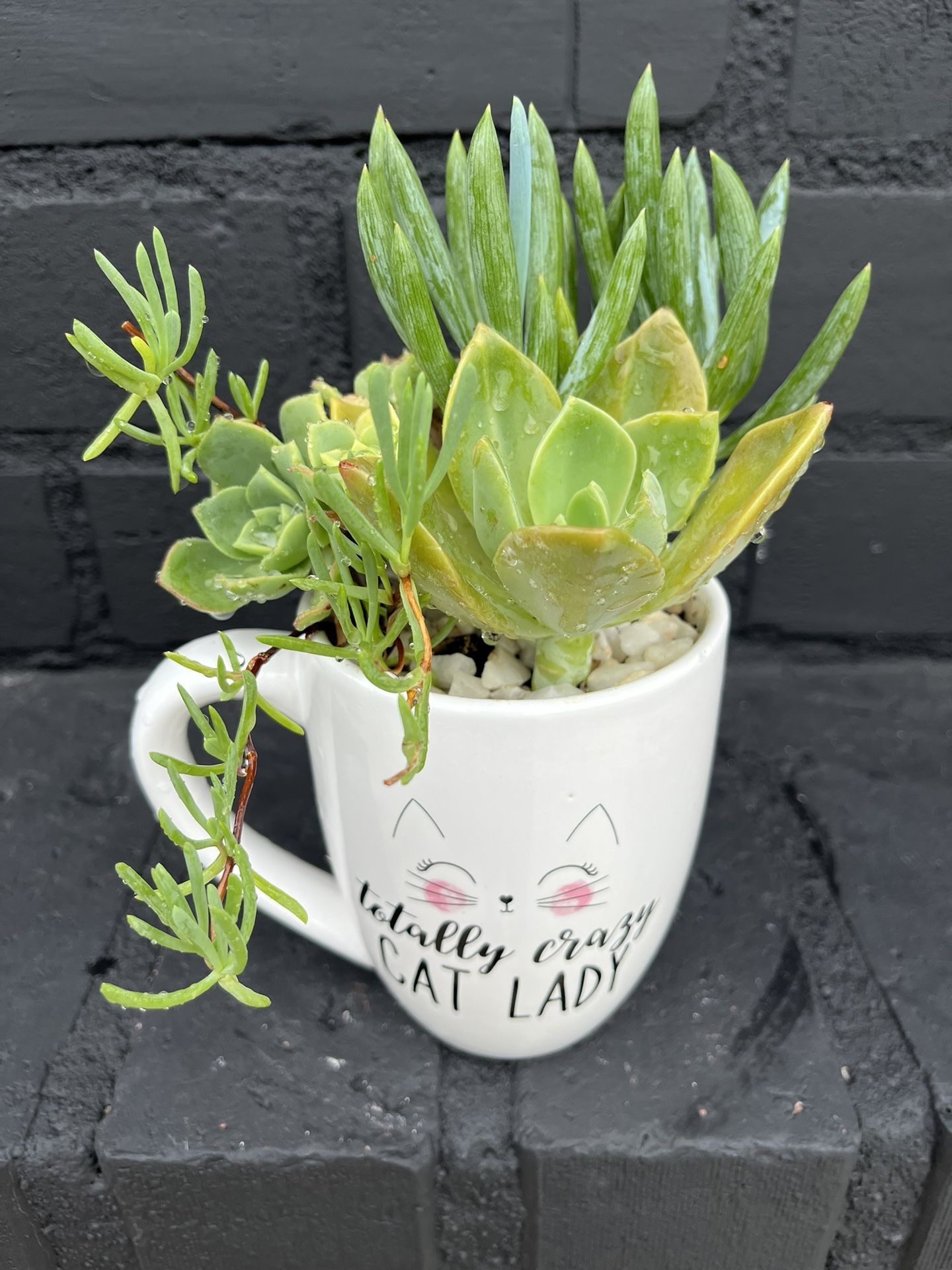Succulents