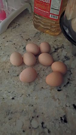 Organic chicken eggs