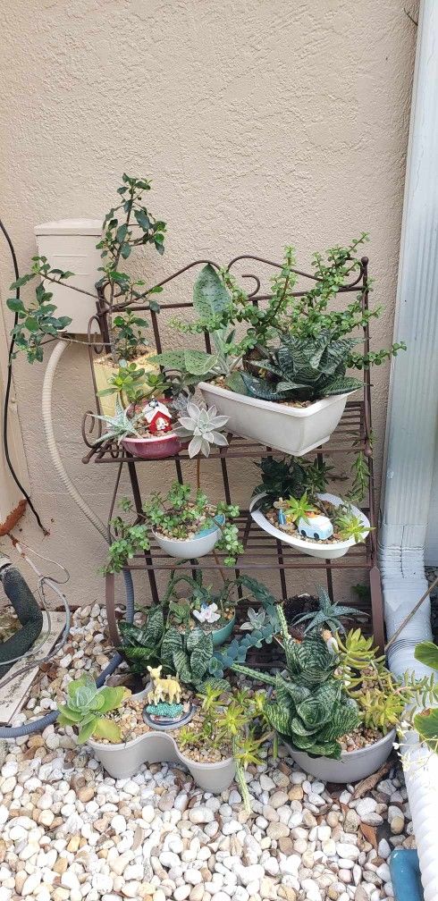 Plant SUCCULENTS SALE TOMORROW