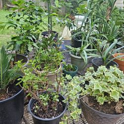 Plant