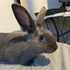 Charlie 