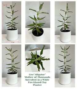 Large Live “Alligator” Mother-of-Thousands Succulent in a Costa Farms Fire Glazed White Clay Planter