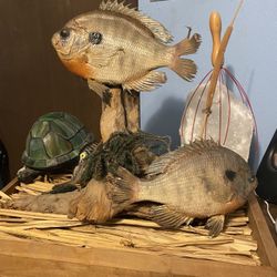 Bluegill taxidermy