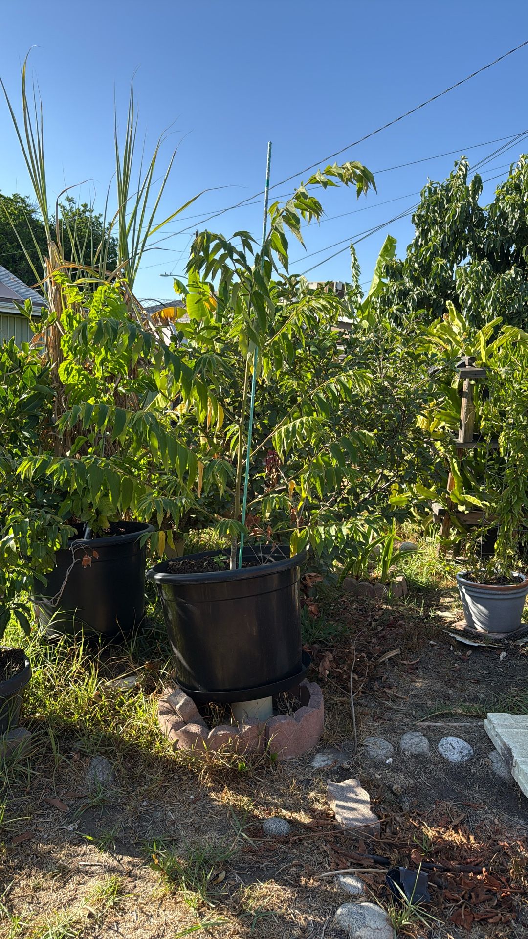 Jamaica Cherry Tree