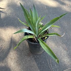 Agave and Allies