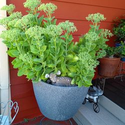 LOVELY 🏵️ PLANT 
