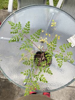 Moringa Tree