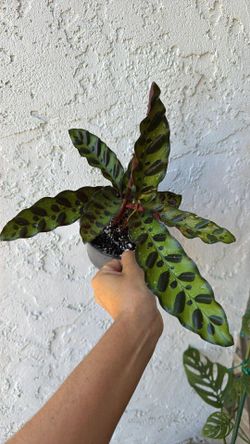 Calathea rattlesnake player plant
