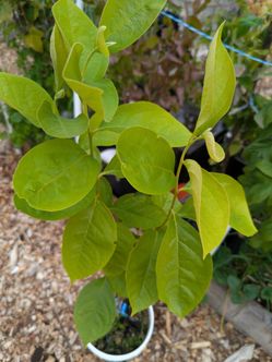 The Tree Organic Persimmon. Price negotiable
