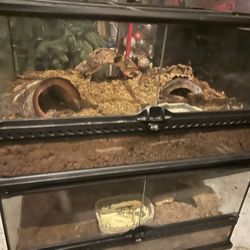 Reptile Terrariums 