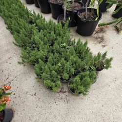 Rosemary Plants 